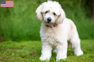 Scopri di più sull'articolo Allevatori di Pomapoo e cuccioli in USA