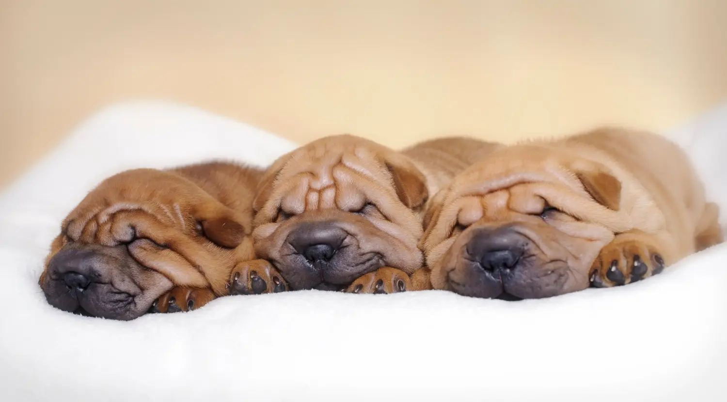 Acquistare un cucciolo di Shar-Pei significa assumersi delle responsabilità! Acquistare cuccioli di Shar-Pei.