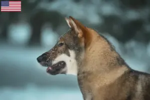 Scopri di più sull'articolo Allevatori di Shikoku e cuccioli in USA