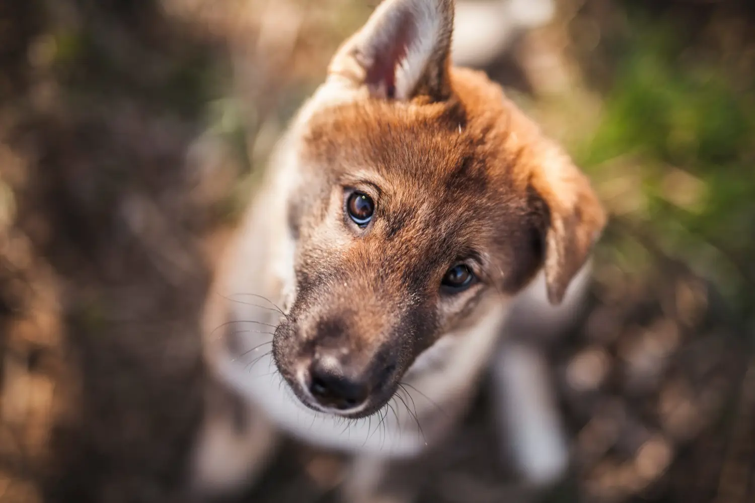 Acquistare un cucciolo di Shikoku significa assumersi delle responsabilità! Acquistare cuccioli di Shikoku.
