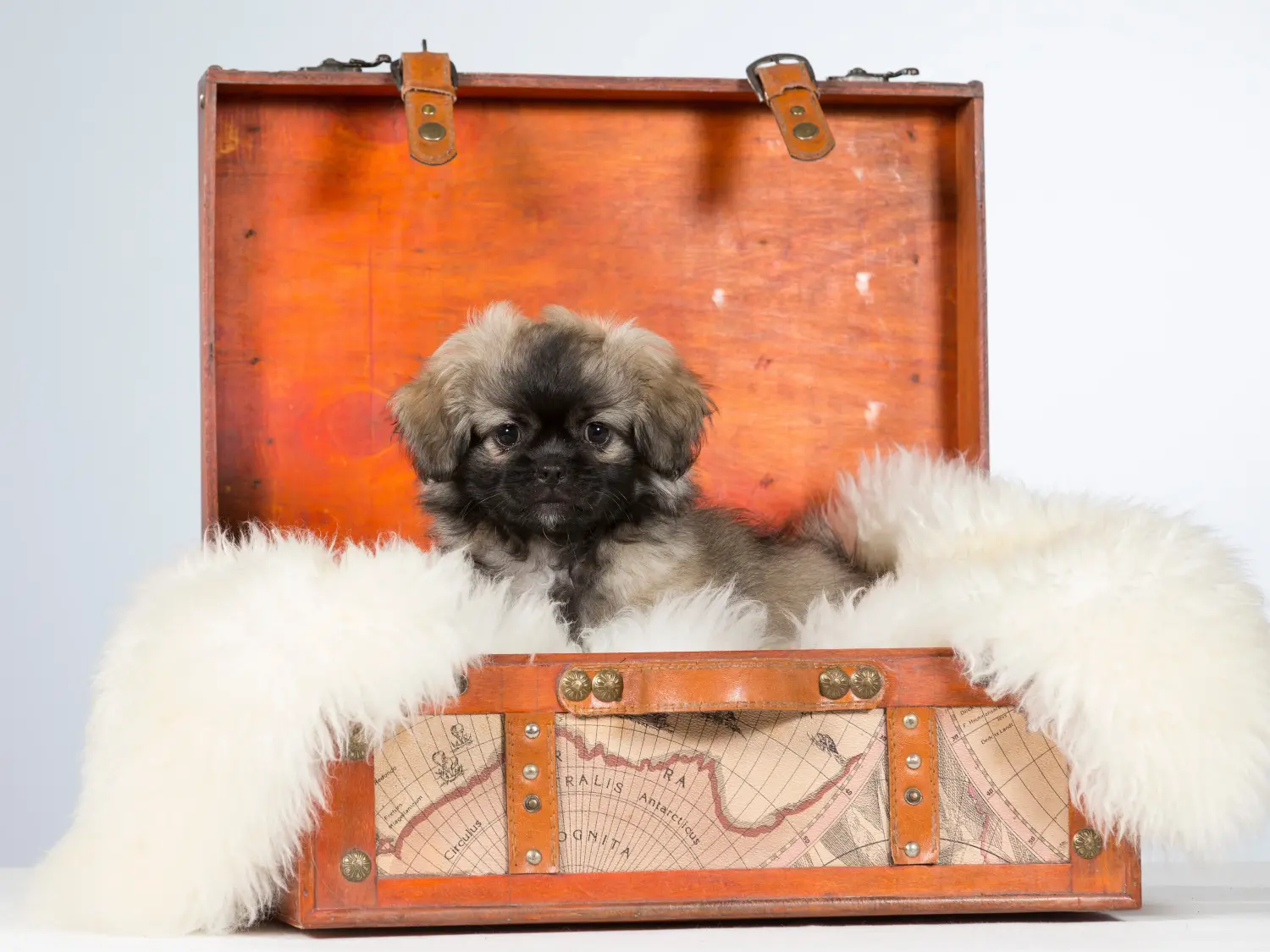Acquistare un cucciolo di spaniel tibetano significa assumersi delle responsabilità! Comprare cuccioli di spaniel tibetano.