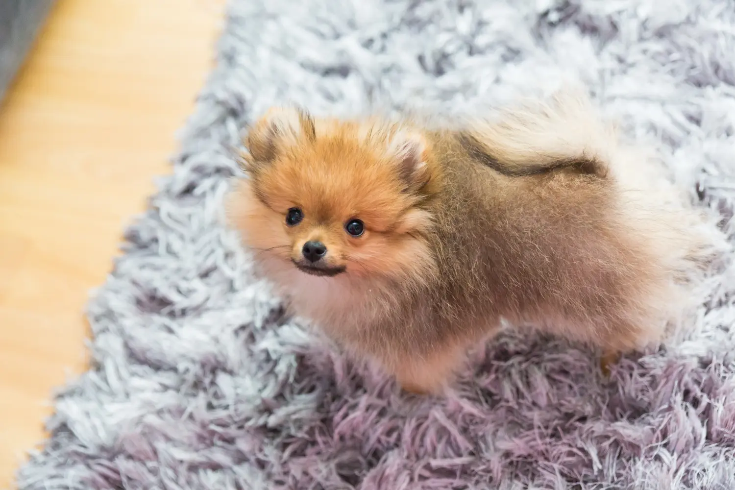 Acquistare un cucciolo di Spitz significa assumersi delle responsabilità! Comprare cuccioli di Spitz.