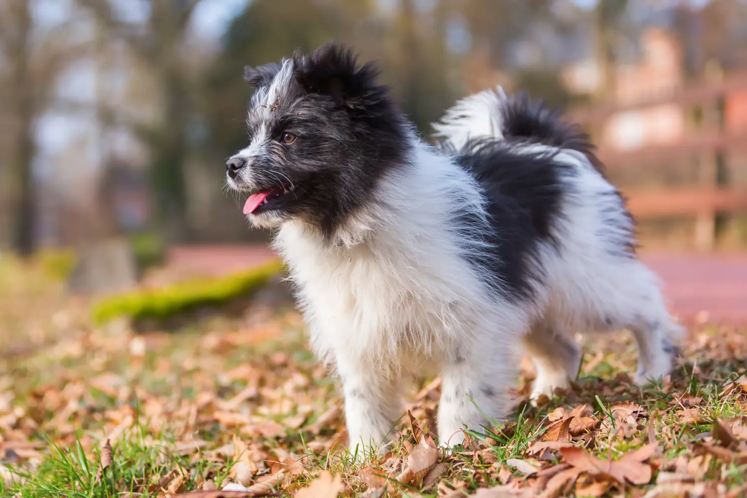 Acquistare un cucciolo Elo significa assumersi una responsabilità! Acquistare cuccioli di Elo.