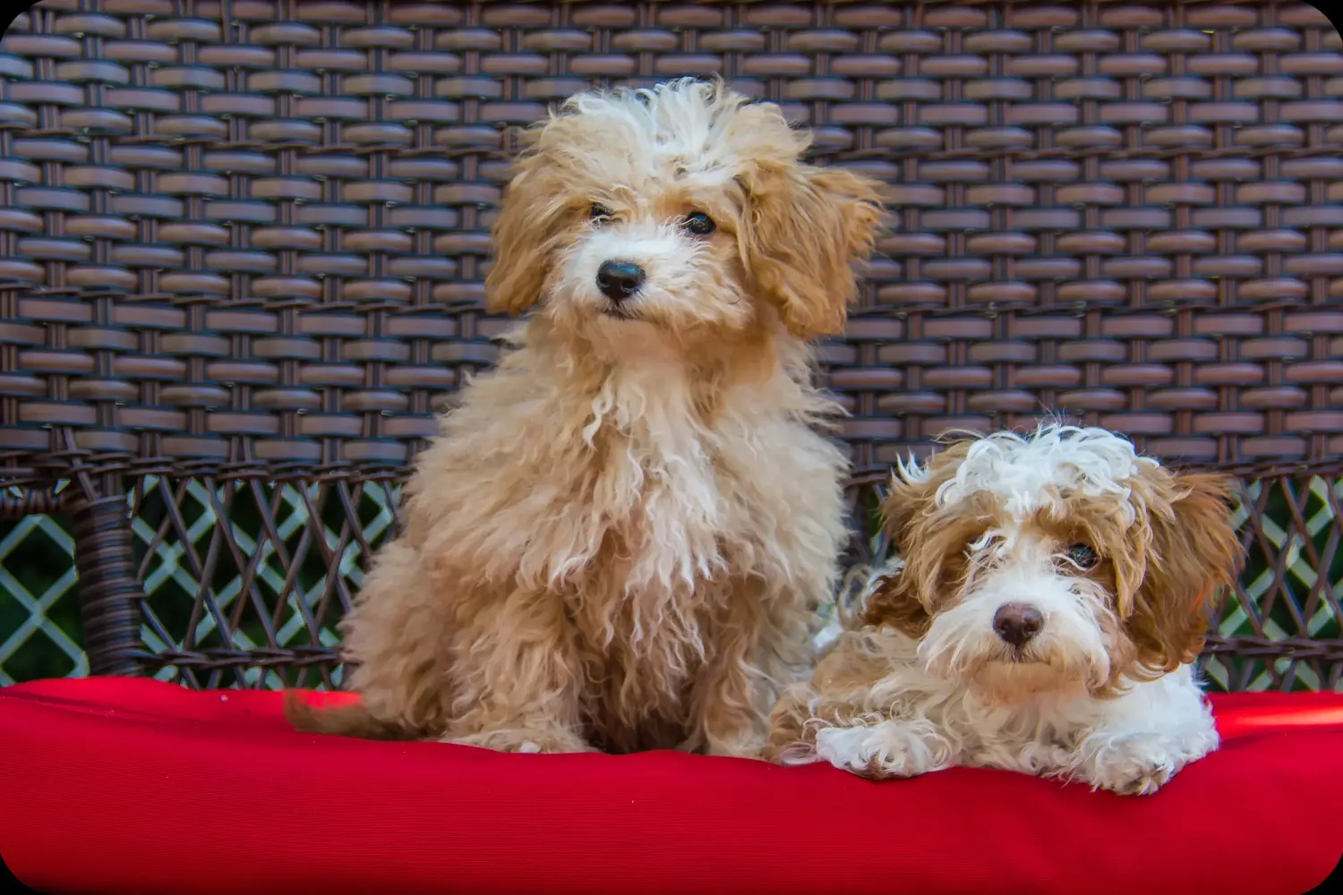 Acquistare un cucciolo di Havapoo significa assumersi delle responsabilità! Comprare cuccioli di Havapoo.