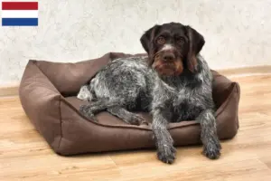 Scopri di più sull'articolo Allevatori e cuccioli di German Wirehair in Olanda