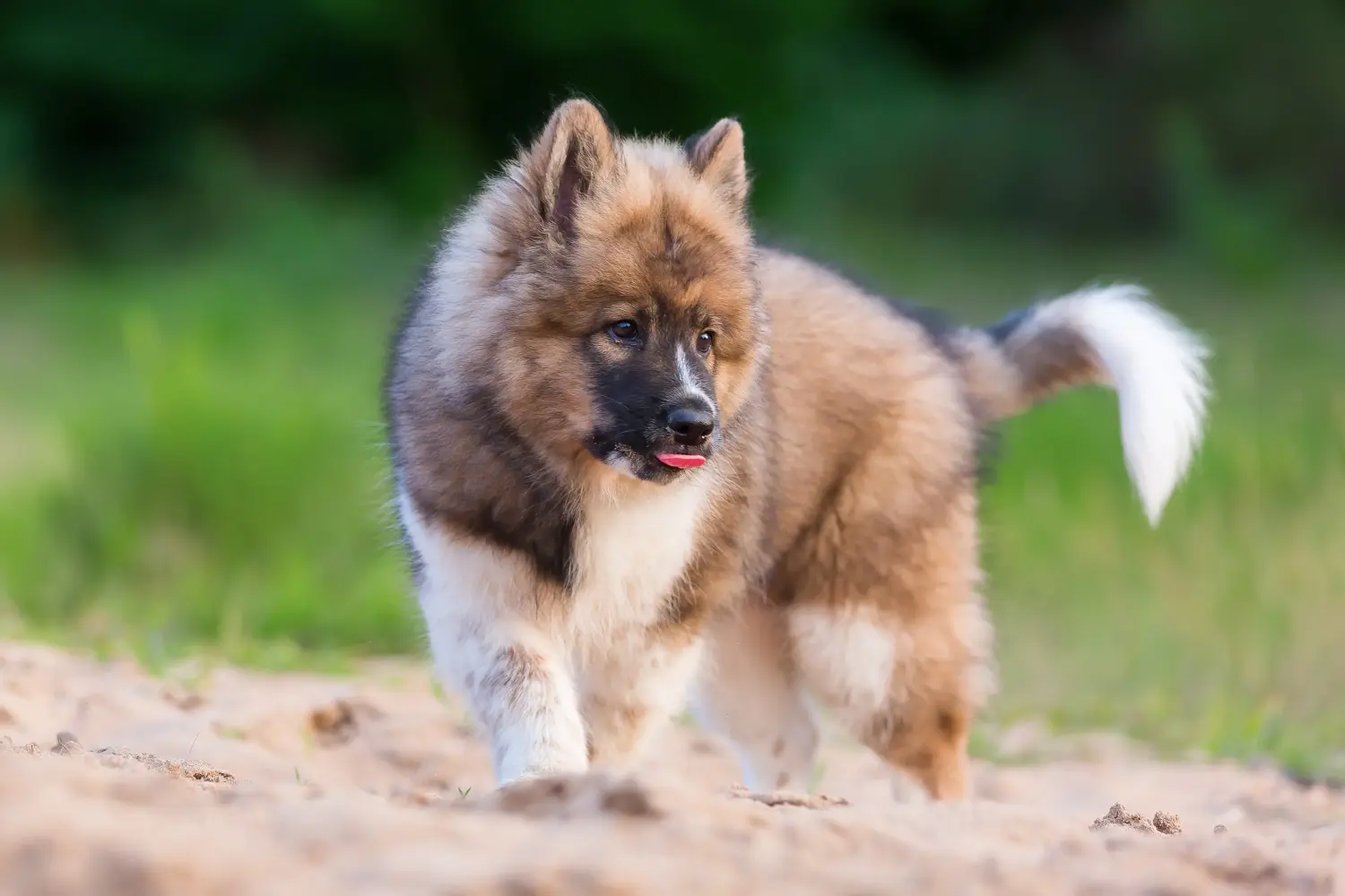 Acquistare un cucciolo Elo significa assumersi una responsabilità! Acquistare cuccioli di Elo.