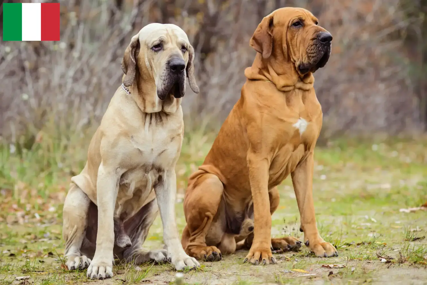 Cuccioli di Fila Brasileiro e allevatori Italia Qui potete trovare gli allevatori di Fila Brasileiros in Italia.