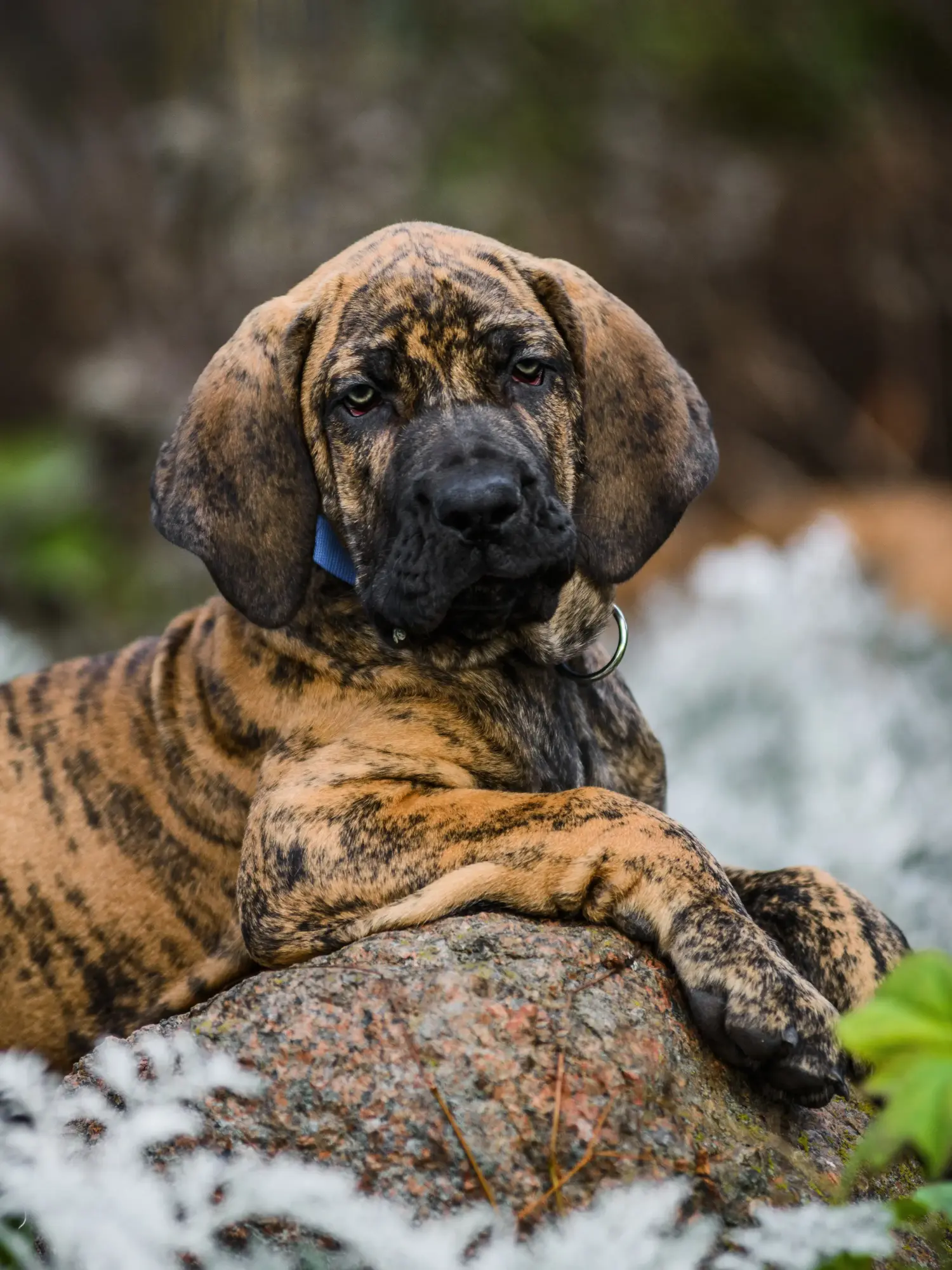 Acquistare un cucciolo di Fila Brasileiro significa assumersi una responsabilità! Comprare cuccioli di Fila Brasileiro.