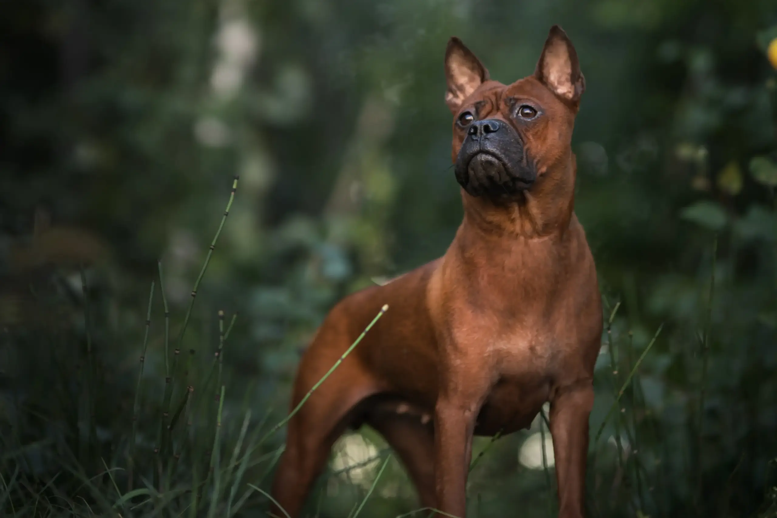 Scopri di più sull'articolo Allevatore di cani cinesi Chongqing
