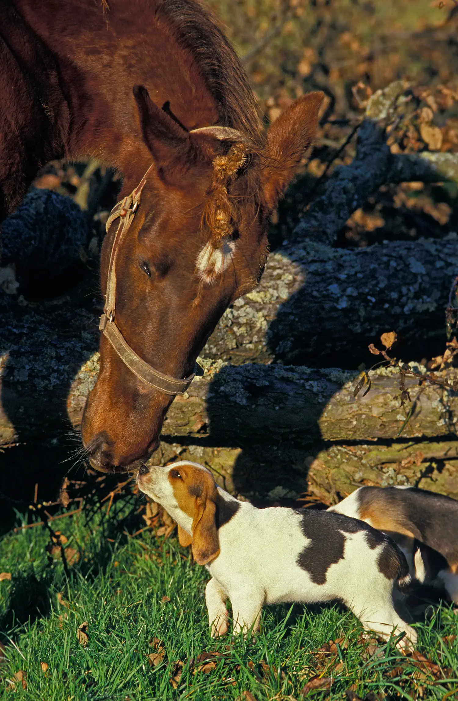Acquistare un cucciolo di Chien d'Artois significa assumersi delle responsabilità! Acquistare cuccioli di Chien d'Artois.
