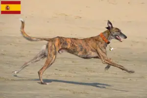 Scopri di più sull'articolo Allevatori di Galgo Espanol e cuccioli in Spagna