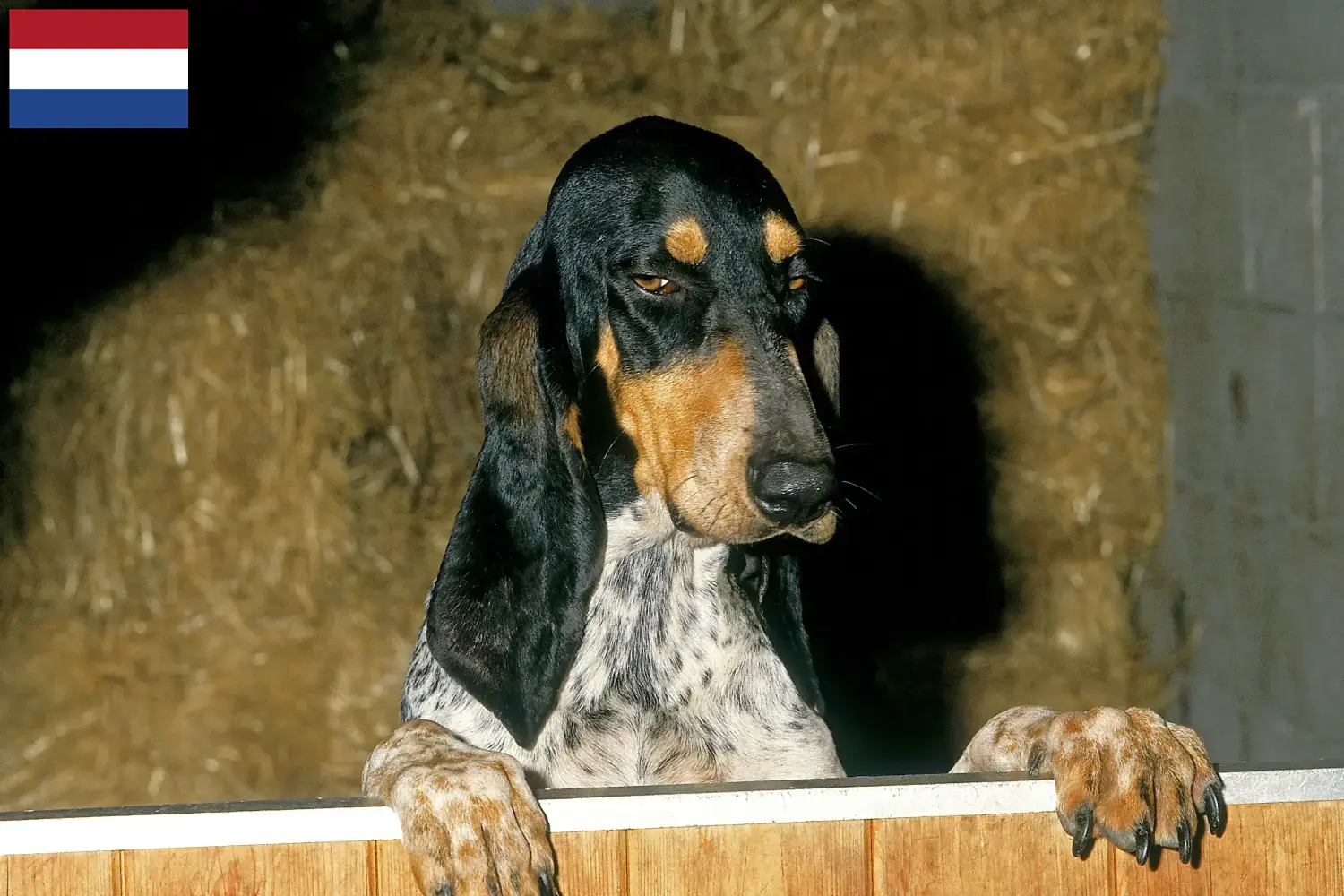 Cuccioli di Gascon Saintongeois e allevatori Paesi Bassi Qui potete trovare gli allevatori di Gascon Saintongeois nei Paesi Bassi.