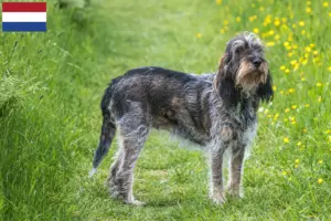 Scopri di più sull'articolo Allevatori e cuccioli di Griffon Bleu de Gascogne in Olanda