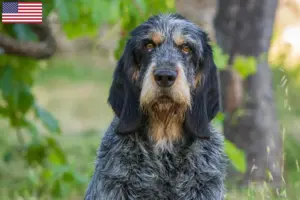 Scopri di più sull'articolo Allevatori di Griffon Bleu de Gascogne e cuccioli in USA