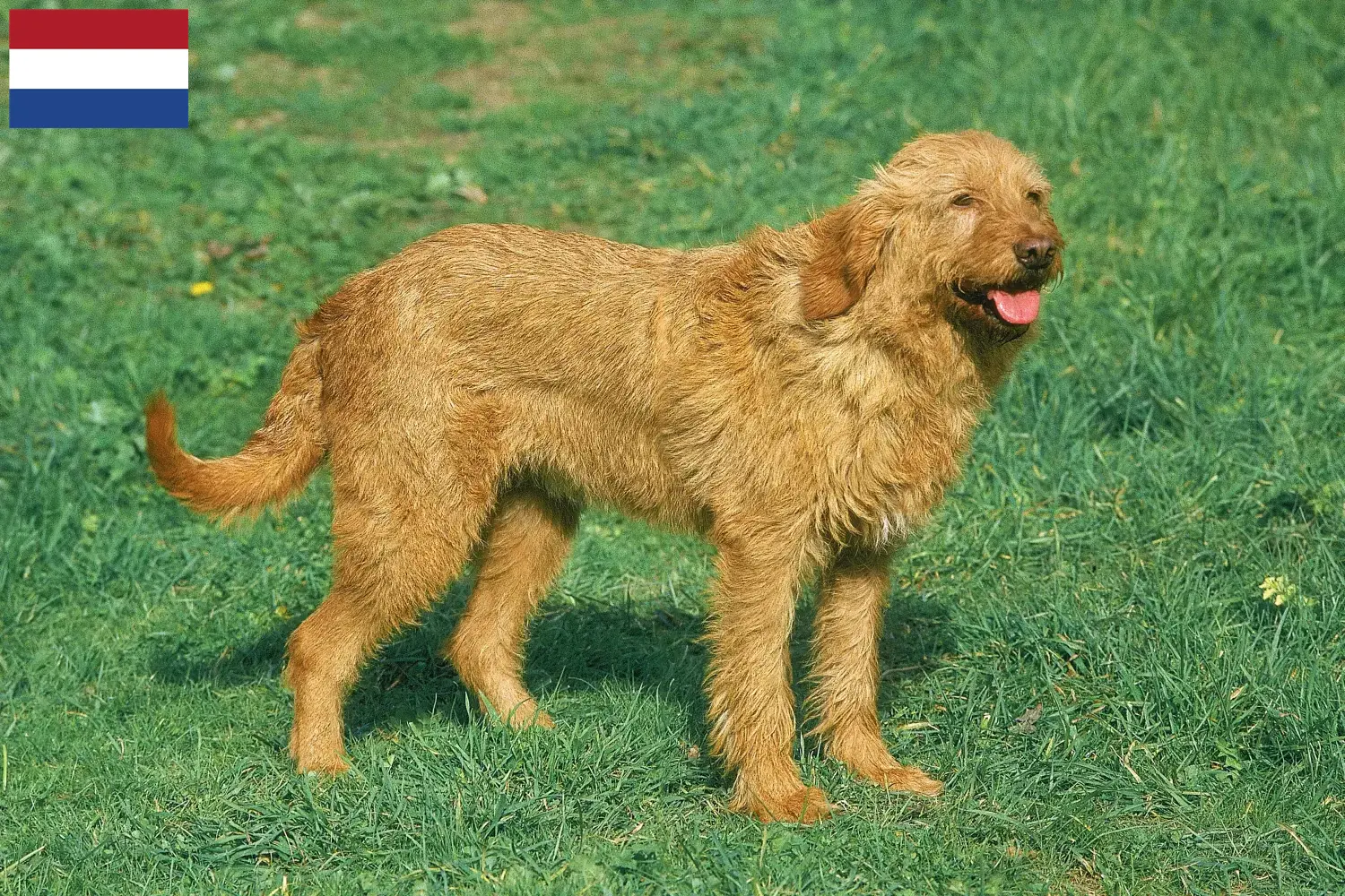Scopri di più sull'articolo Allevatori di Griffon Fauve de Bretagne e cuccioli nei Paesi Bassi