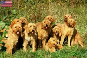 Scopri di più sull'articolo Allevatori di Griffon Fauve de Bretagne e cuccioli in USA