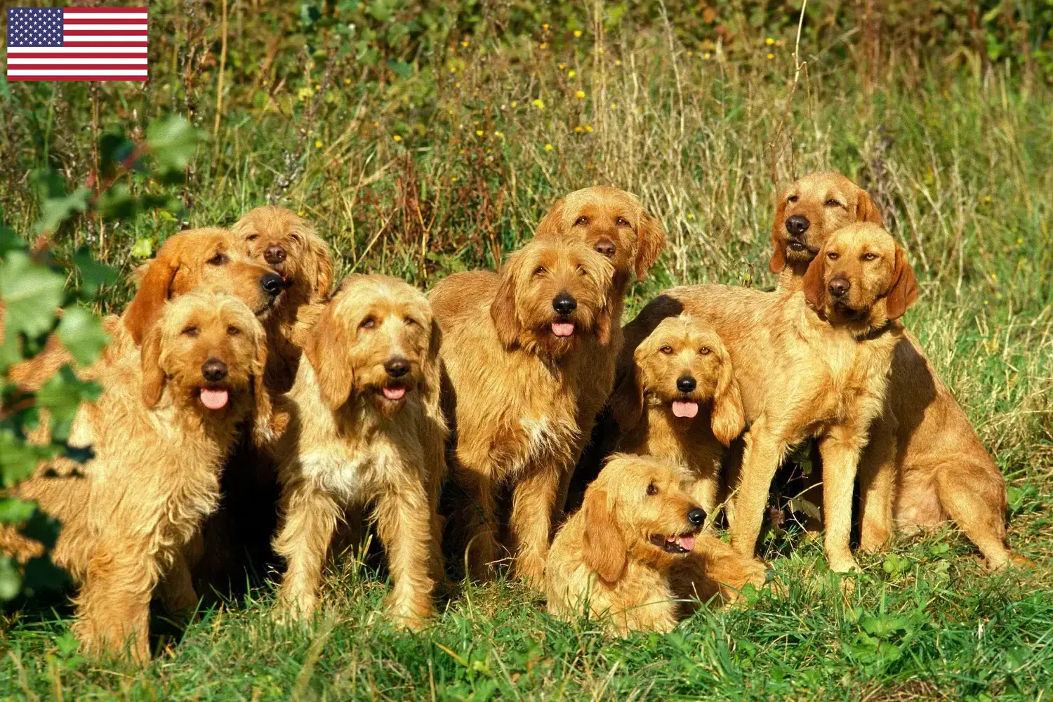 Scopri di più sull'articolo Allevatori di Griffon Fauve de Bretagne e cuccioli in USA