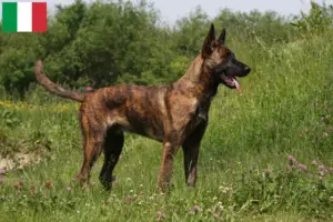 Scopri di più sull'articolo Allevatori di Hollandse Herdershond e cuccioli in Italia