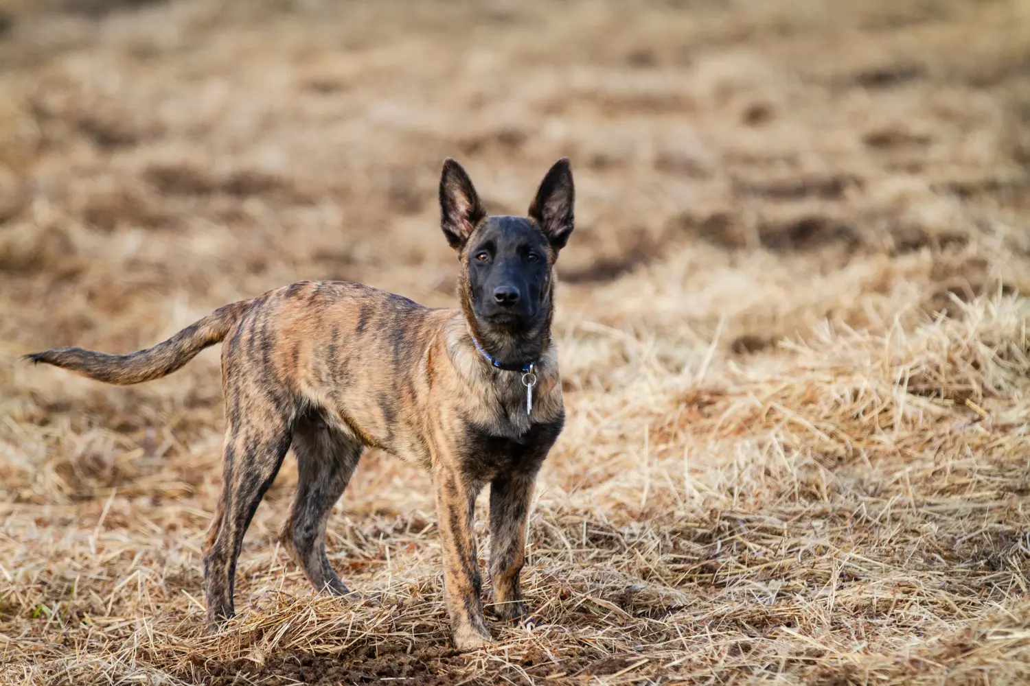 Acquistare un cucciolo di Hollandse Herdershond significa assumersi delle responsabilità! Comprare cuccioli di Hollandse Herdershond.