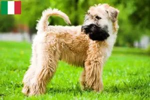 Scopri di più sull'articolo Allevatori e cuccioli di Irish Soft Coated Wheaten Terrier in Italia