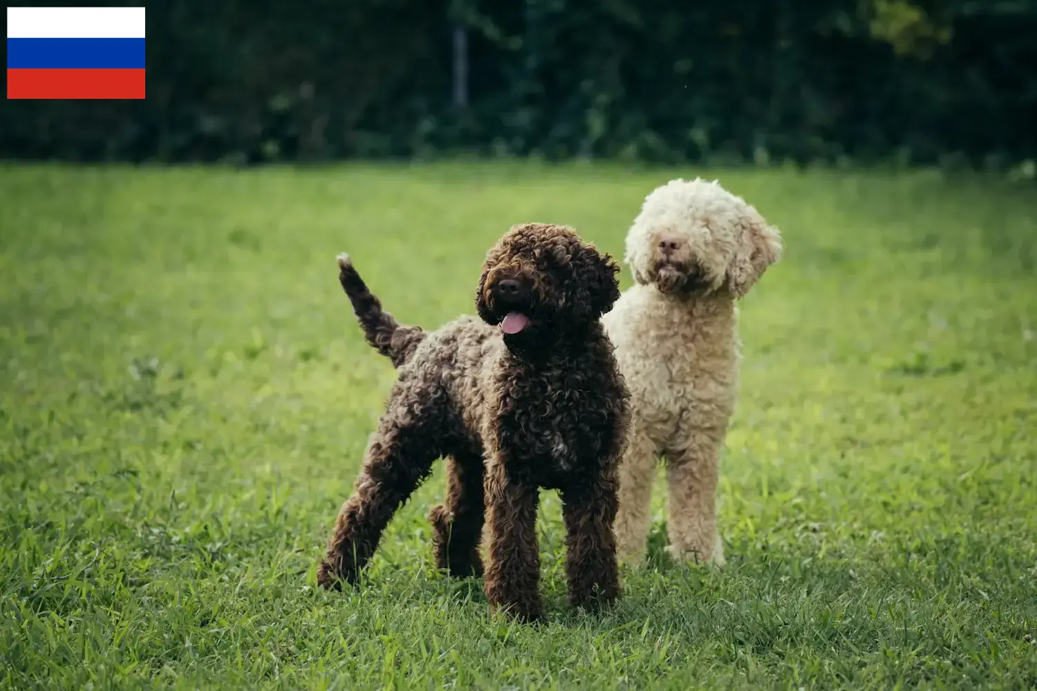 Cuccioli di Lagotto Romagnolo e allevatori Russia Qui potete trovare gli allevatori di Lagotto Romagnolo in Russia.