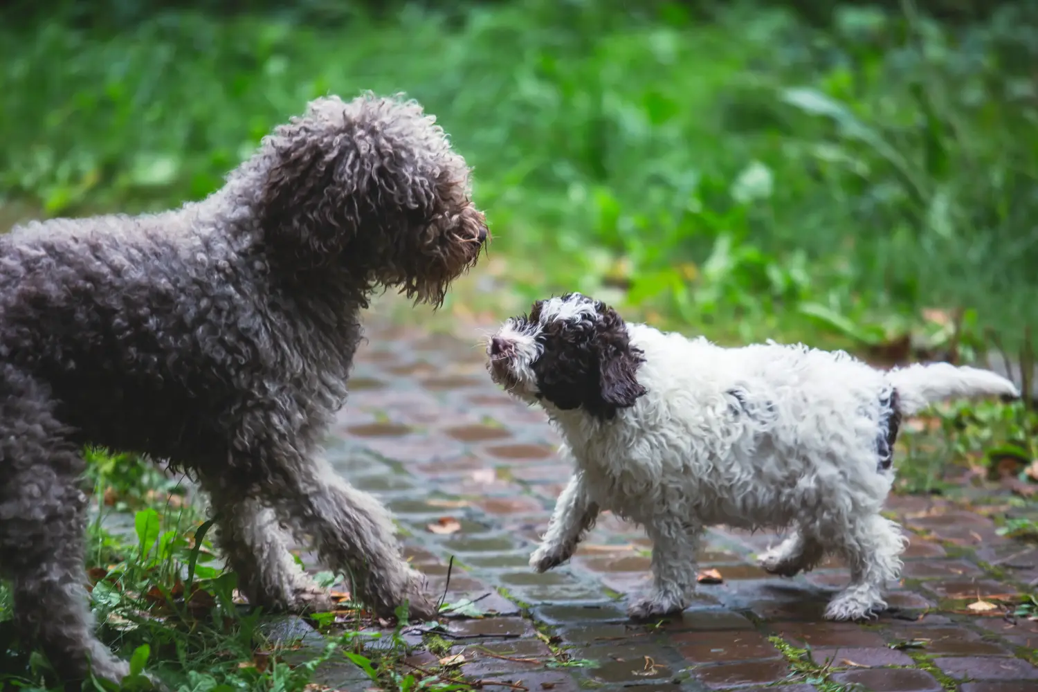 Acquistare un cucciolo di Lagotto Romagnolo significa assumersi delle responsabilità! Comprare cuccioli di Lagotto Romagnolo.