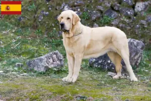 Scopri di più sull'articolo Allevatori di Mastín Español e cuccioli in Spagna