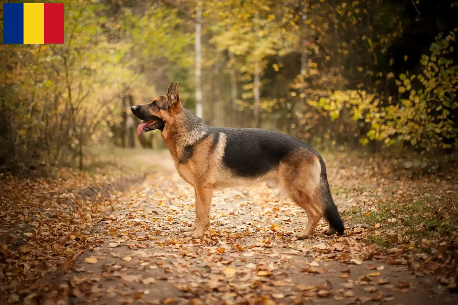 Cuccioli di Pastore Tedesco e allevatori Romania Qui potete trovare gli allevatori di cani da pastore tedesco in Romania.