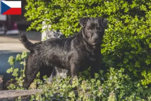 Scopri di più sull'articolo Allevatori di Patterdale Terrier e cuccioli in Repubblica Ceca