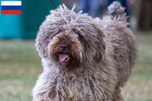 Scopri di più sull'articolo Allevatori di Perro de Agua Español e cuccioli in Russia