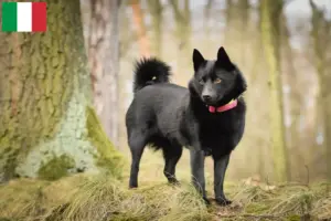Scopri di più sull'articolo Allevatori di Schipperke e cuccioli in Italia