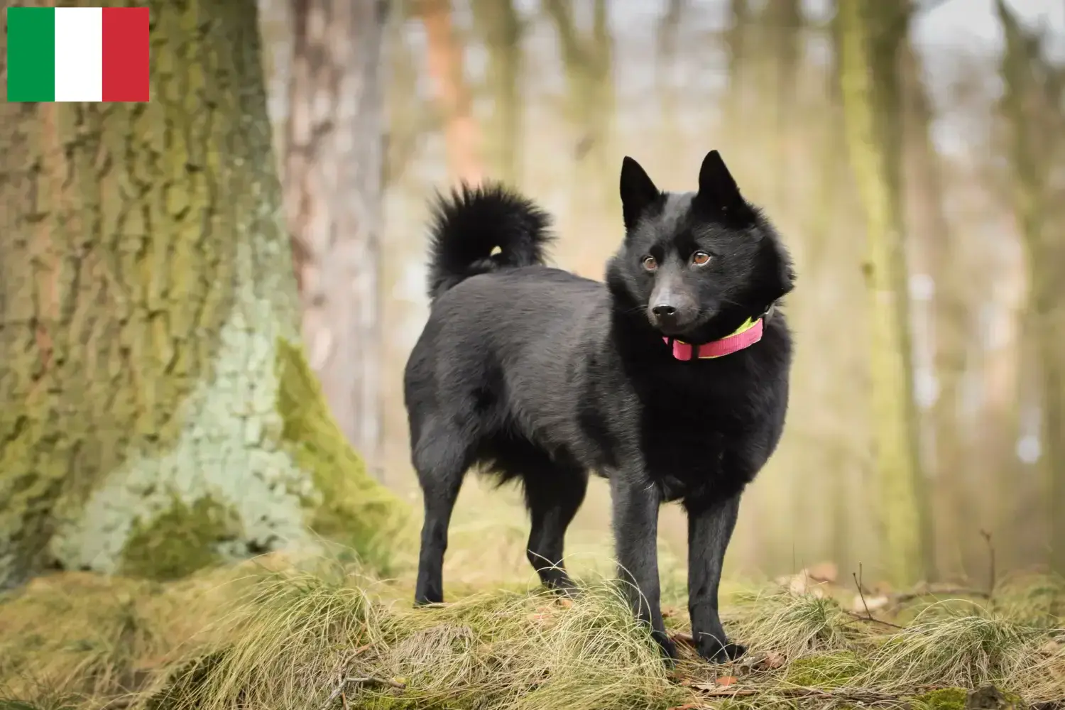 Cuccioli di Schipperke e allevatori Italia Qui potete trovare gli allevatori di Schipperkes in Italia.