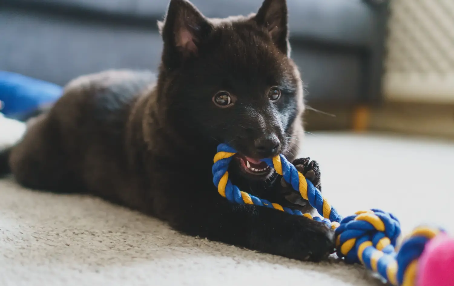 Acquistare un cucciolo di Schipperke significa assumersi delle responsabilità! Acquistare cuccioli di Schipperke.