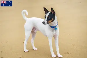 Scopri di più sull'articolo Allevatori di Tenterfield Terrier e cuccioli in Australia