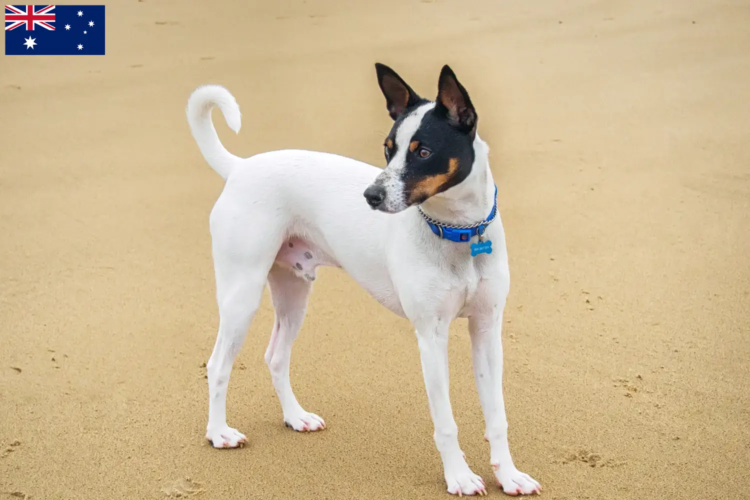 Scopri di più sull'articolo Allevatori di Tenterfield Terrier e cuccioli in Australia
