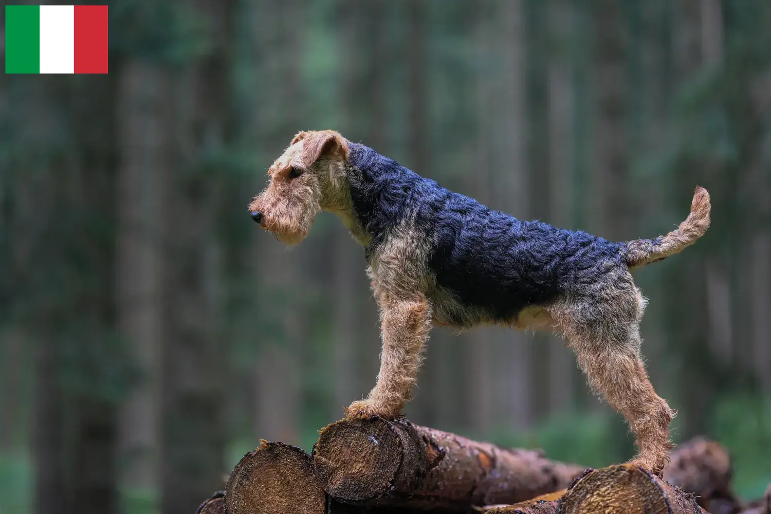 Cuccioli di Welsh Terrier e allevatori Italia Trova gli allevatori di Welsh Terrier in Italia.