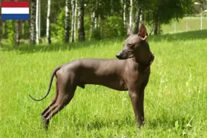 Scopri di più sull'articolo Allevatori di Xolo e cuccioli in Olanda
