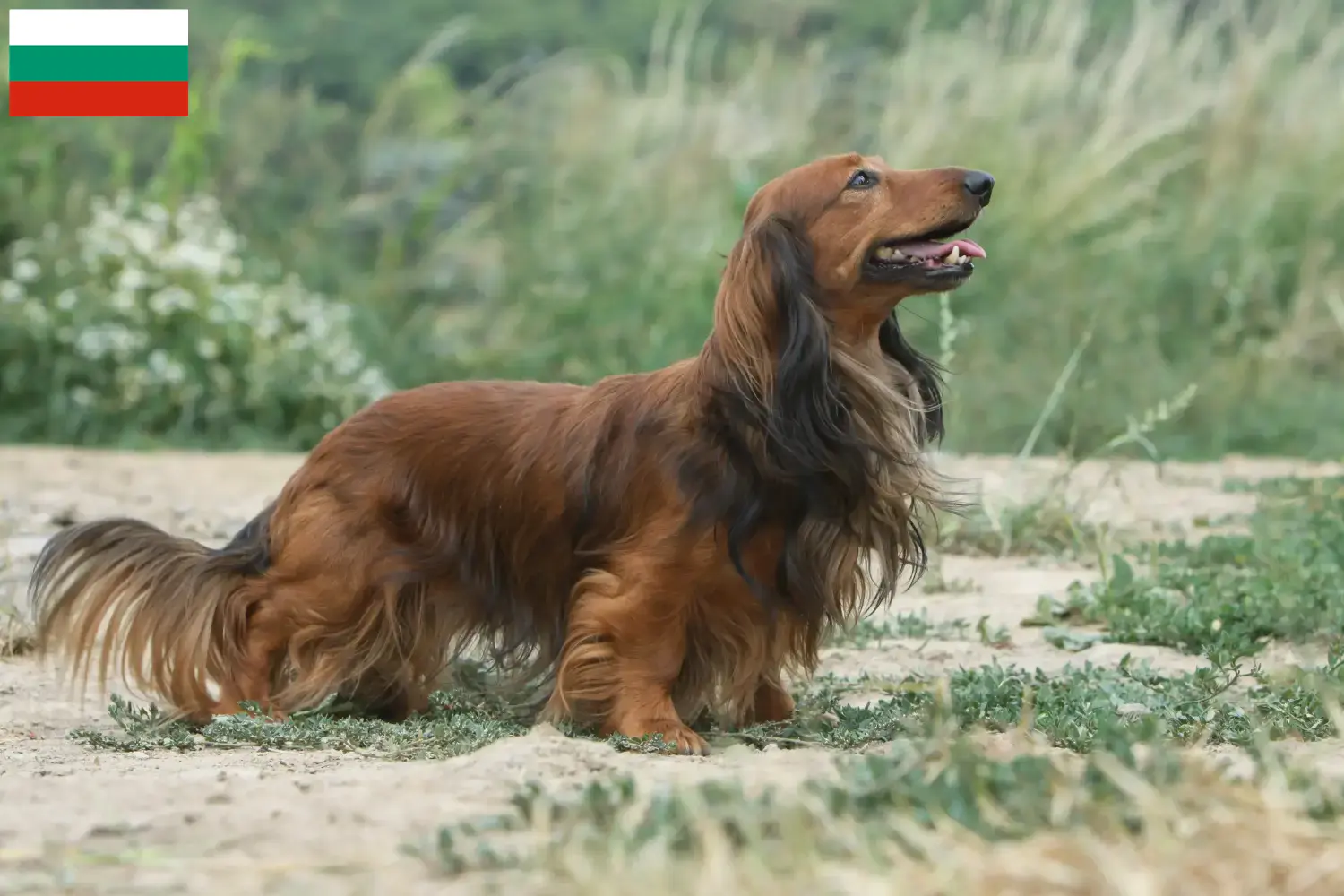 Scopri di più sull'articolo Allevatori di bassotti e cuccioli in Bulgaria