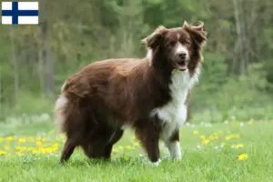 Scopri di più sull'articolo Allevatori di Border Collie e cuccioli in Finlandia