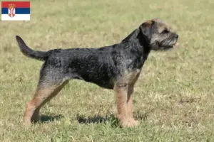 Scopri di più sull'articolo Allevatori di Border Terrier e cuccioli in Serbia