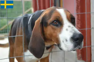 Scopri di più sull'articolo Allevatori di cani da caccia finlandesi e cuccioli in Svezia