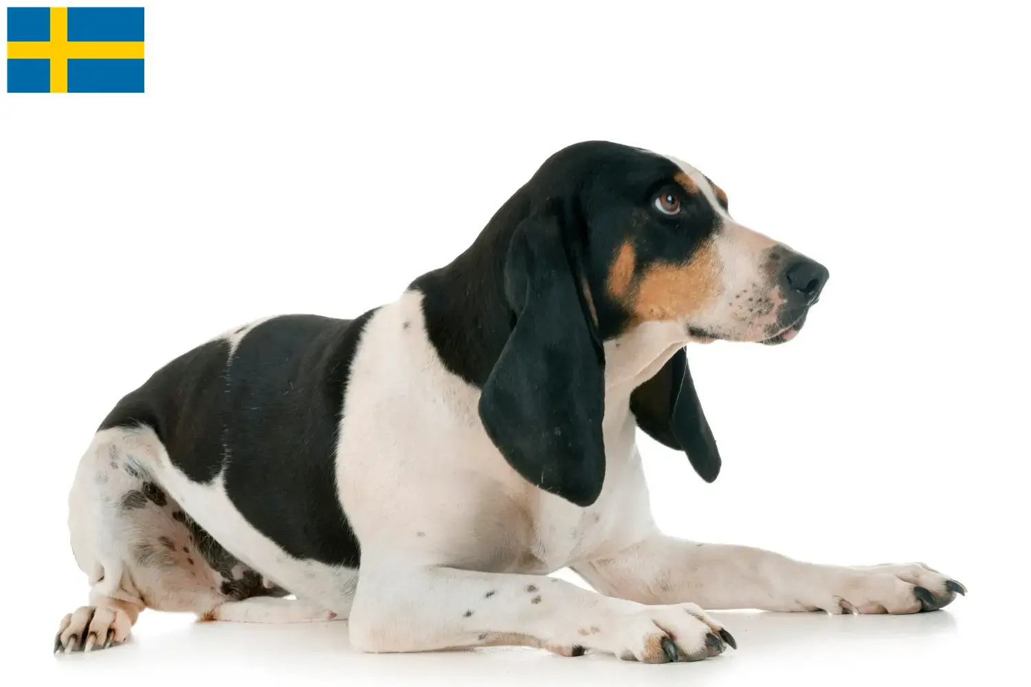 Cuccioli di cane da caccia e allevatori Svezia Qui potete trovare gli allevatori di cani da corsa svizzeri in Svezia.