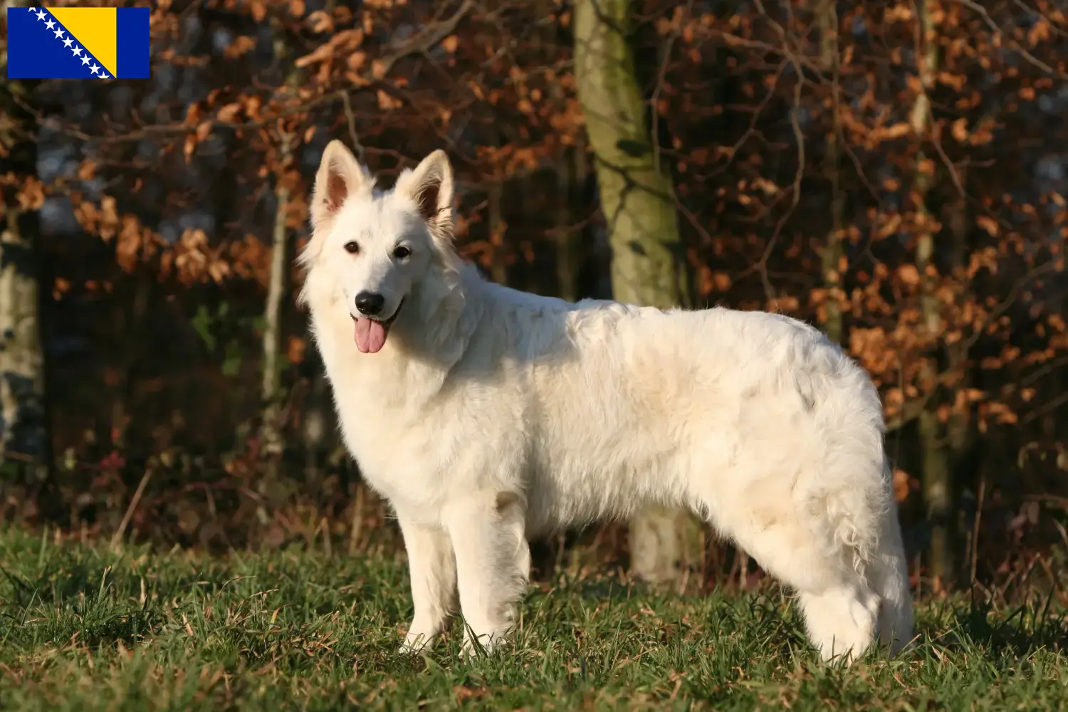 Cuccioli di Pastore Svizzero Bianco e allevatori Bosnia-Erzegovina Trova gli allevatori di cani da pastore svizzeri bianchi in Bosnia-Erzegovina.