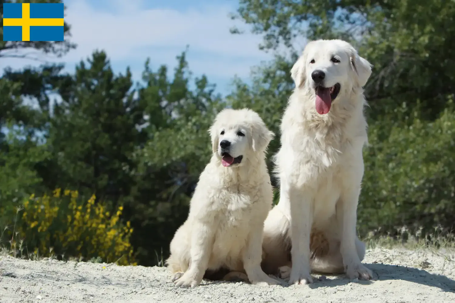 Cuccioli di cane da pastore Tatra e allevatori Svezia Trova qui gli allevatori di cani da pastore Tatra in Svezia.
