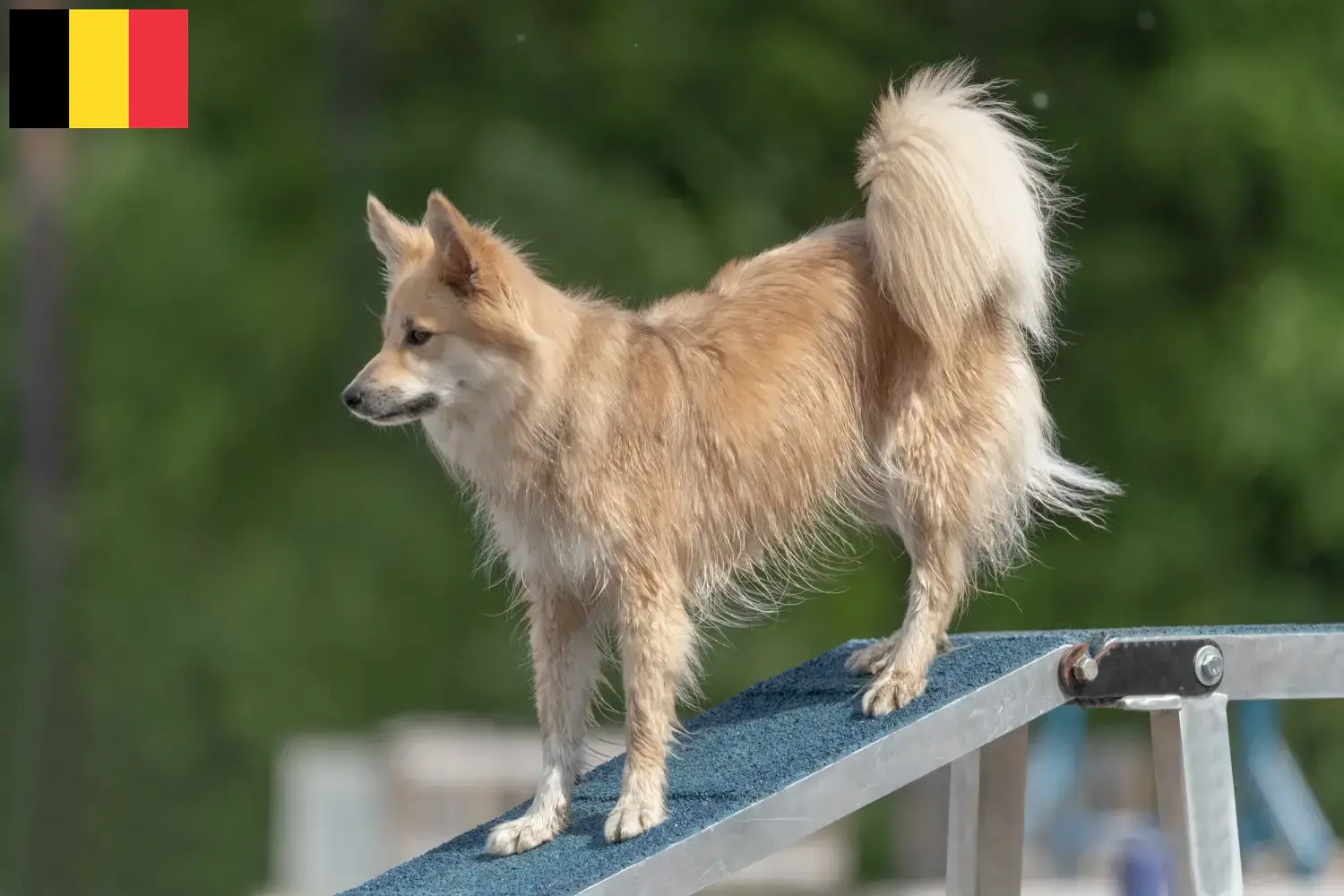 Cuccioli di cane islandese e allevatori Belgio Trova gli allevatori di cani islandesi in Belgio.