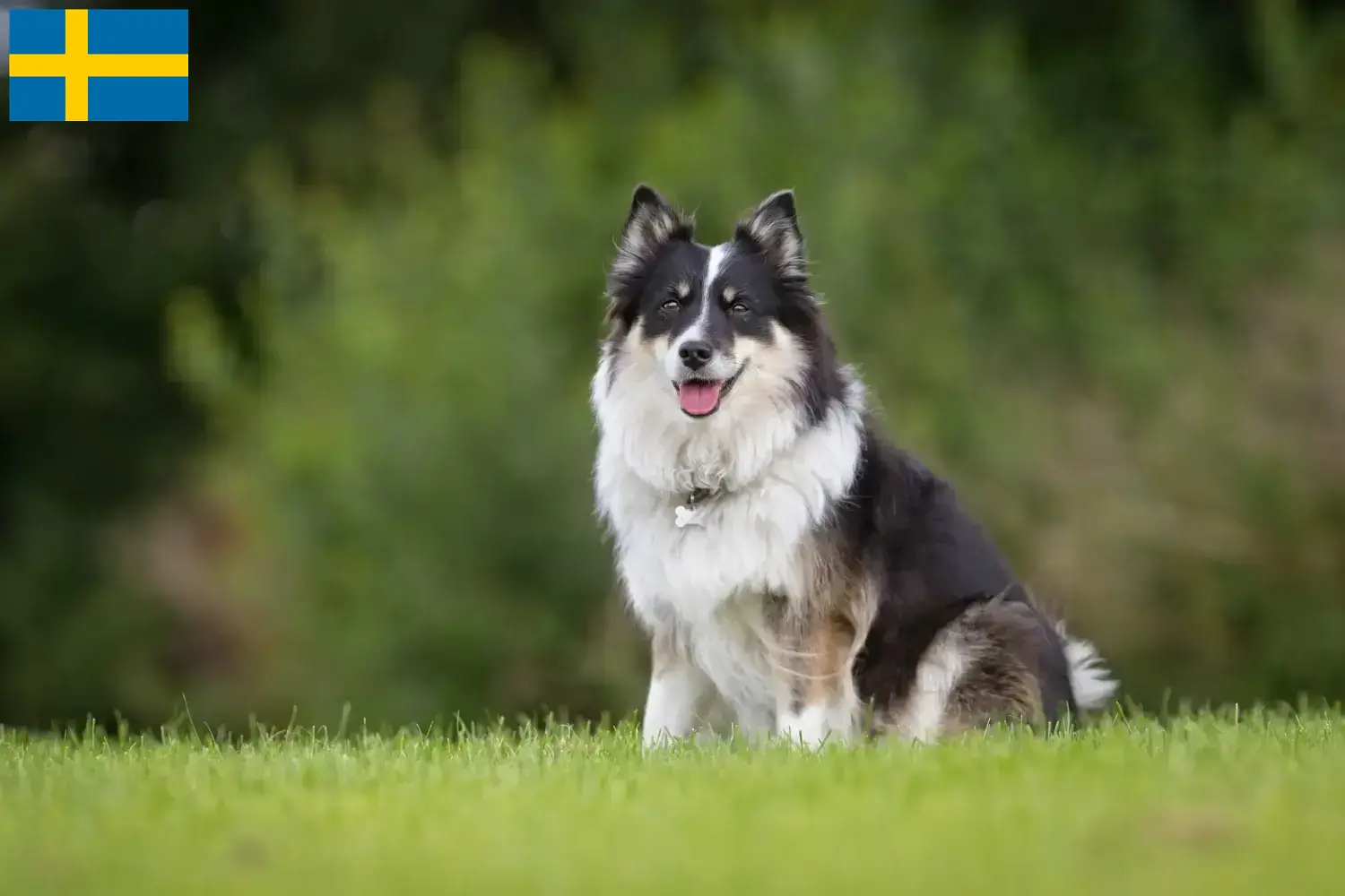 Scopri di più sull'articolo Allevatori di cani islandesi e cuccioli in Svezia