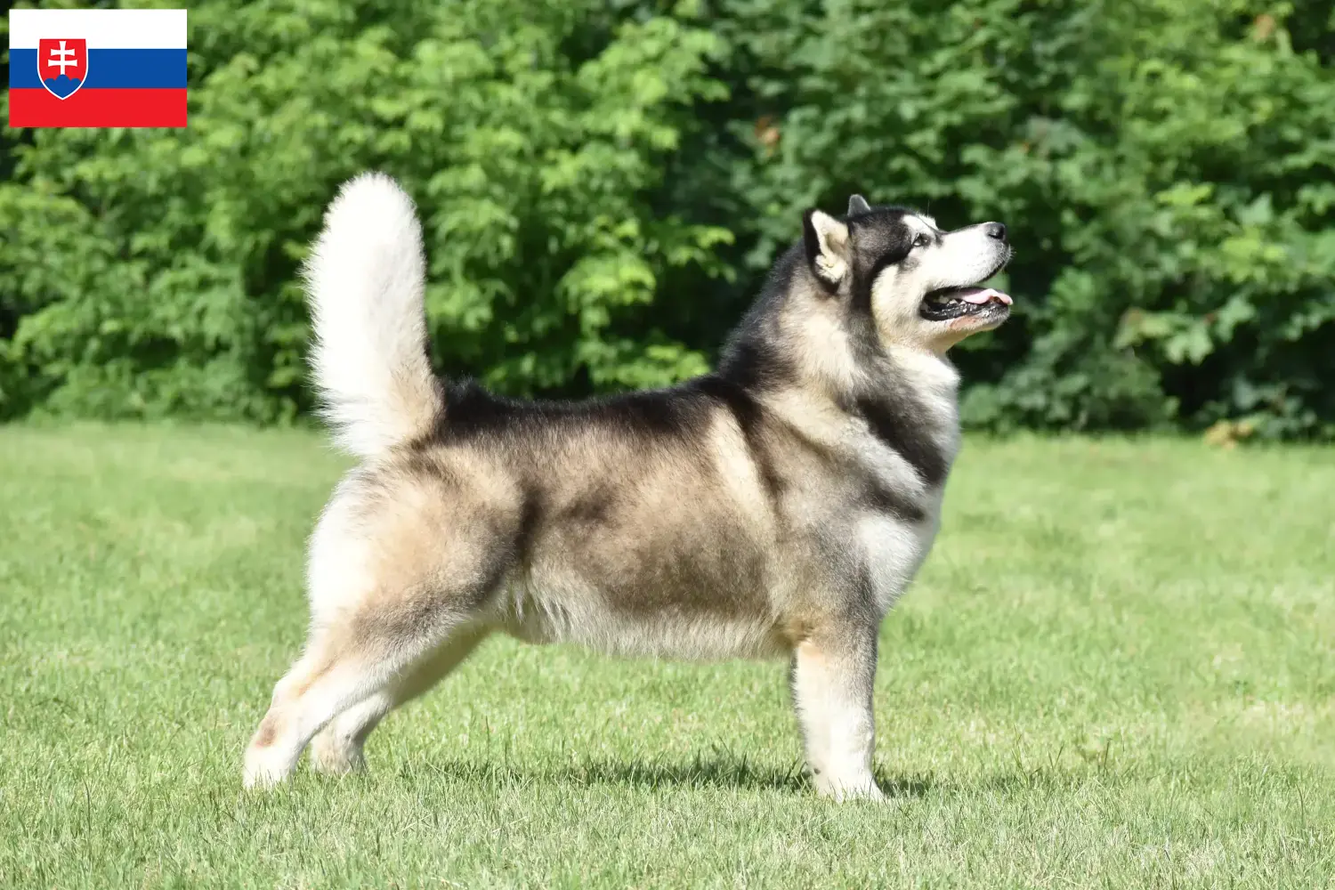 Scopri di più sull'articolo Allevatori di Alaskan Malamute e cuccioli in Slovacchia