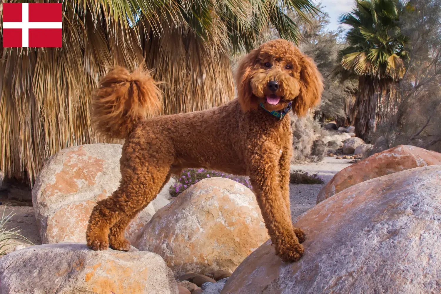 Cuccioli di Labradoodle e allevatori Danimarca Qui potete trovare allevatori di Labradoodles in Danimarca.