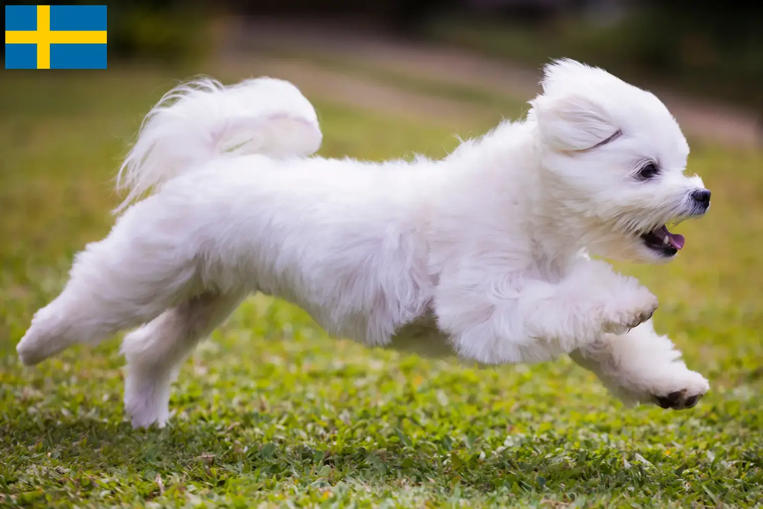 Cuccioli di maltese e allevatori Svezia Trova qui gli allevatori di Maltesi in Svezia.