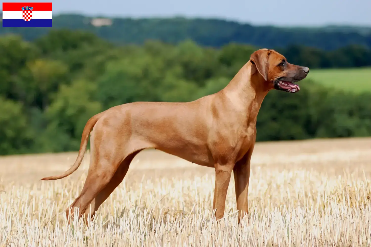 Scopri di più sull'articolo Allevatori di Rhodesian Ridgeback e cuccioli in Croazia